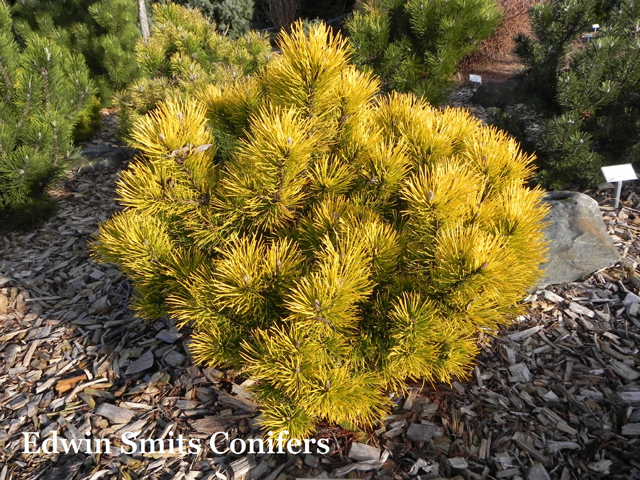Pinus mugo 'Goldcoin Weis'
